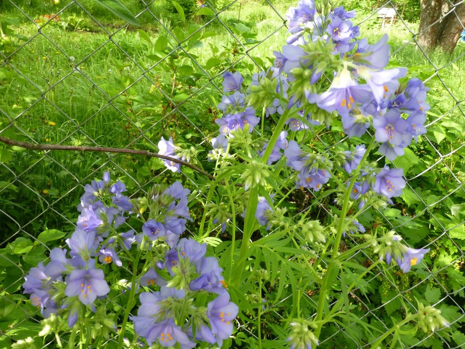 Гриб грибочек осени дружочек