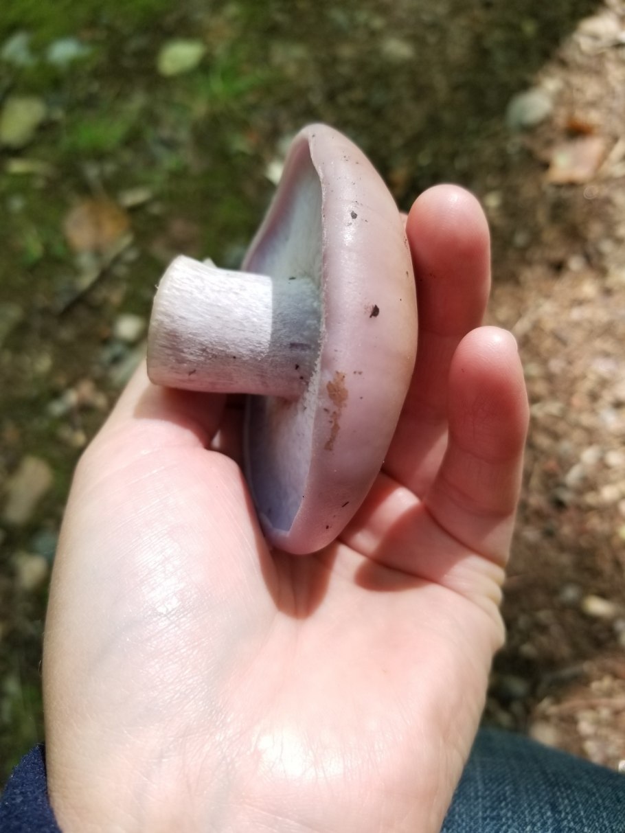 Гиропорус синеющий, синяк