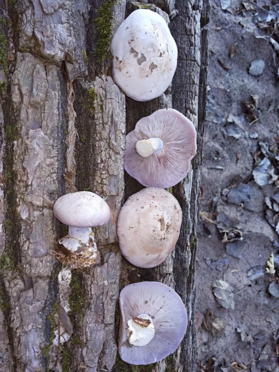 Peziza violacea