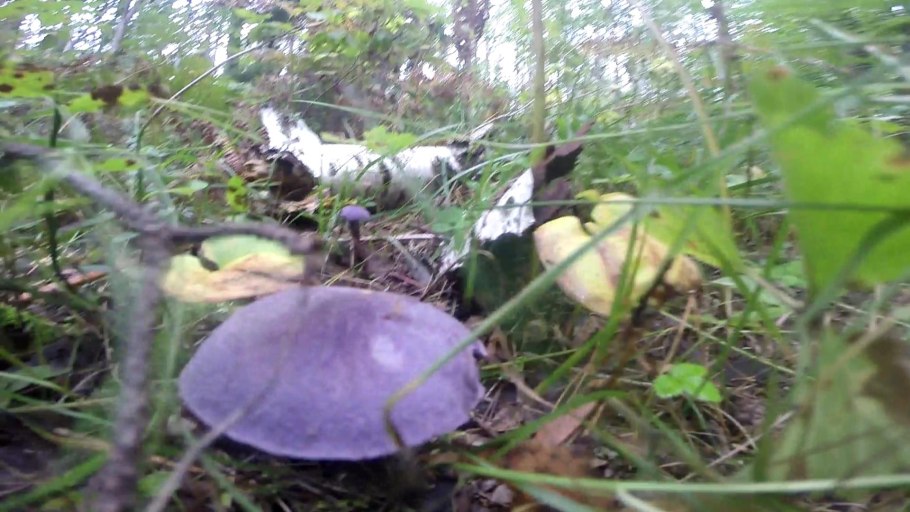 Паутинник фиолетовый