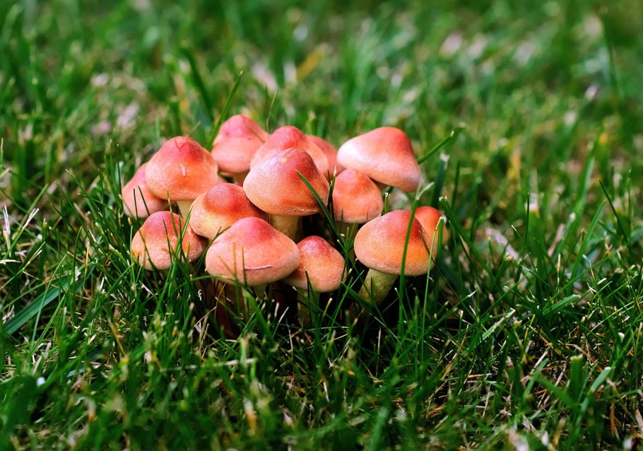 Луговые грибы