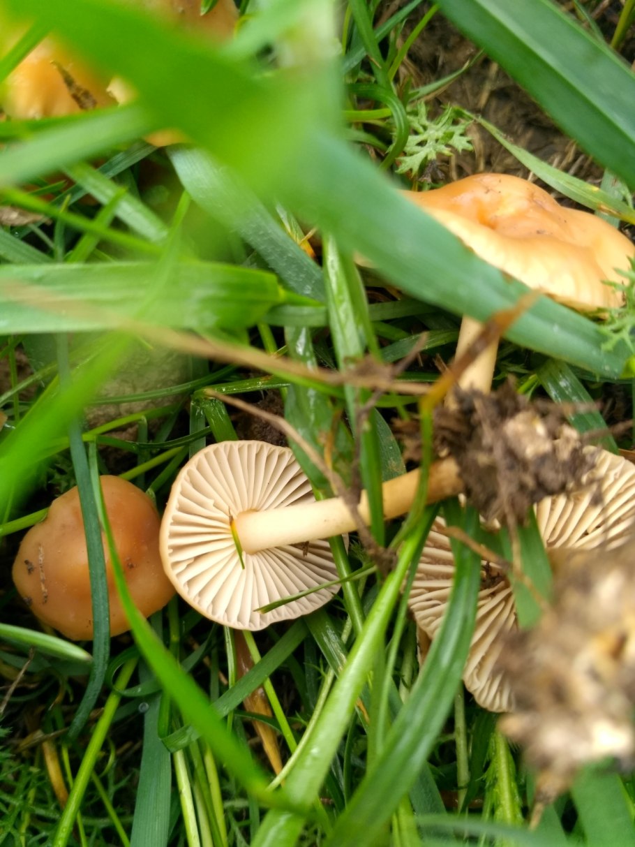 Опенок Луговой негниючник