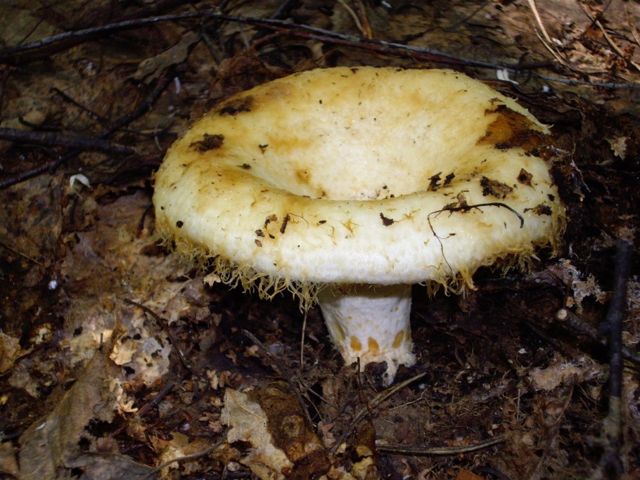 Гриб груздь Лозовик