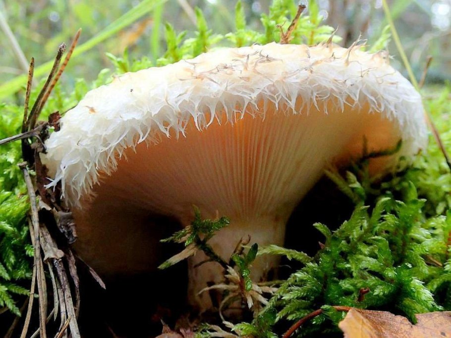 Груздь белый настоящий