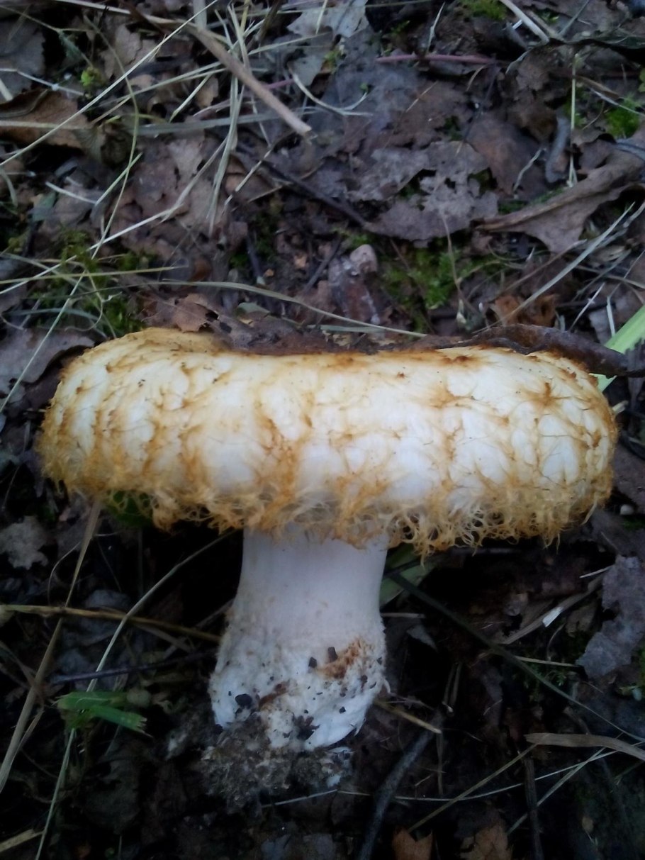 Груздь настоящий (Lactarius resimus)