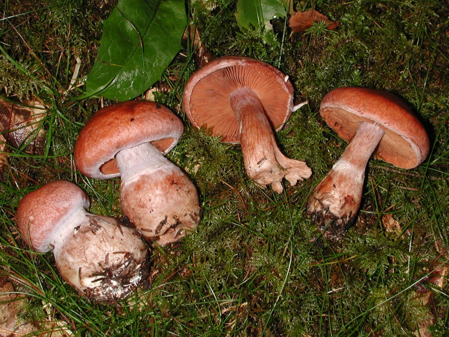 Cortinarius phoeniceus