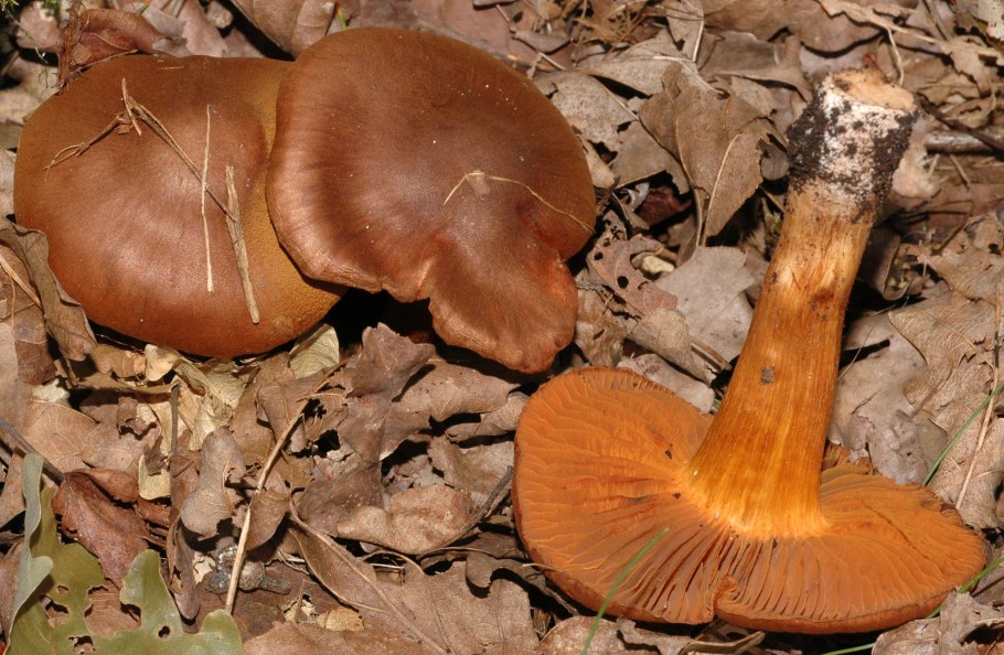 Паутинник горный Cortinarius orellanus