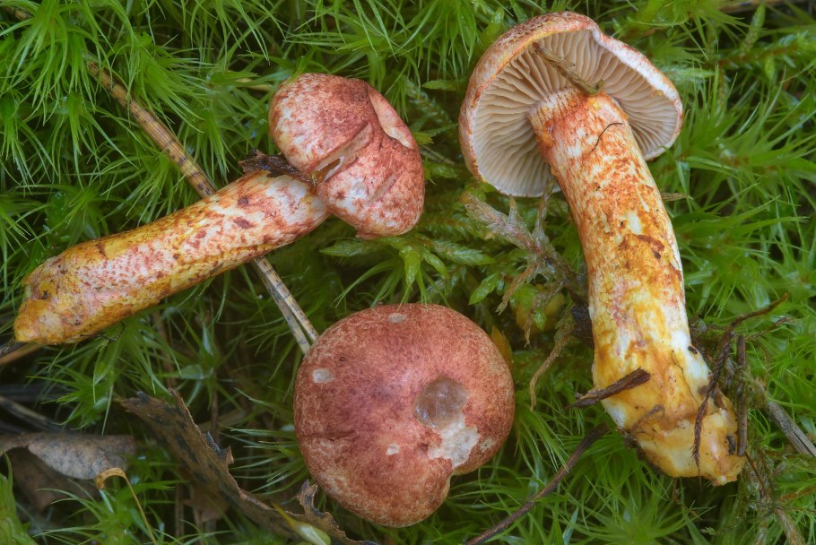 Род дермоцибе