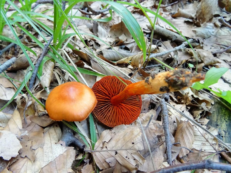 Cortinarius cinnabarinus