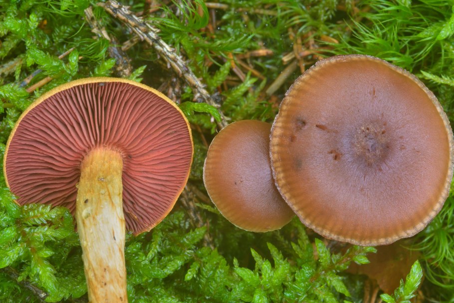 Паутинник красночешуйчатый