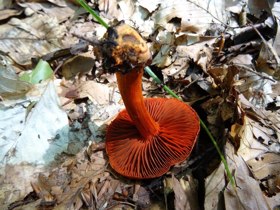 Cortinarius balaustinus
