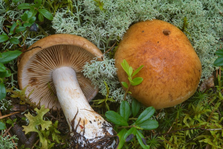 Паутинник багряный