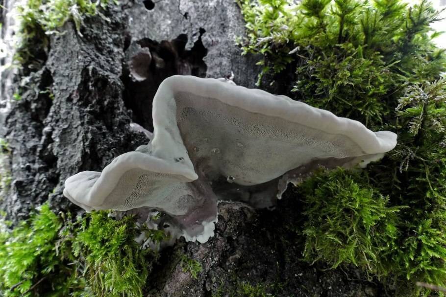 Трутовик гигантский