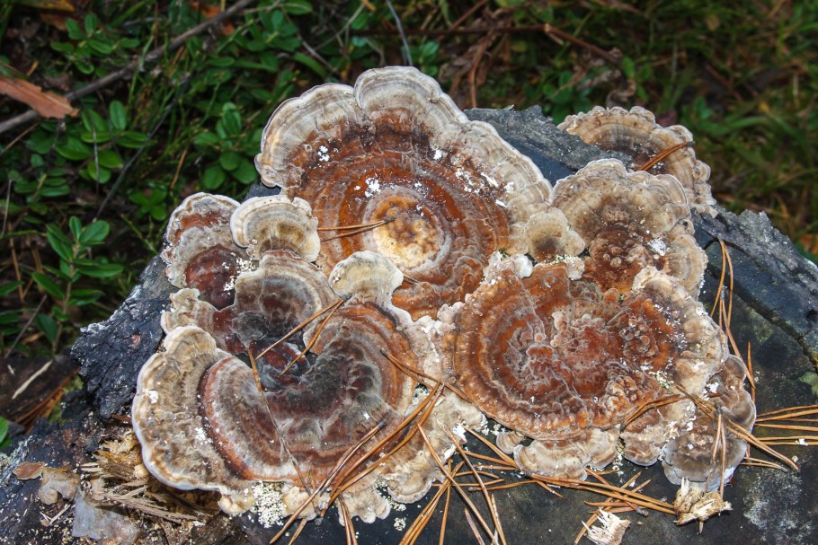 Бьеркандера опаленная