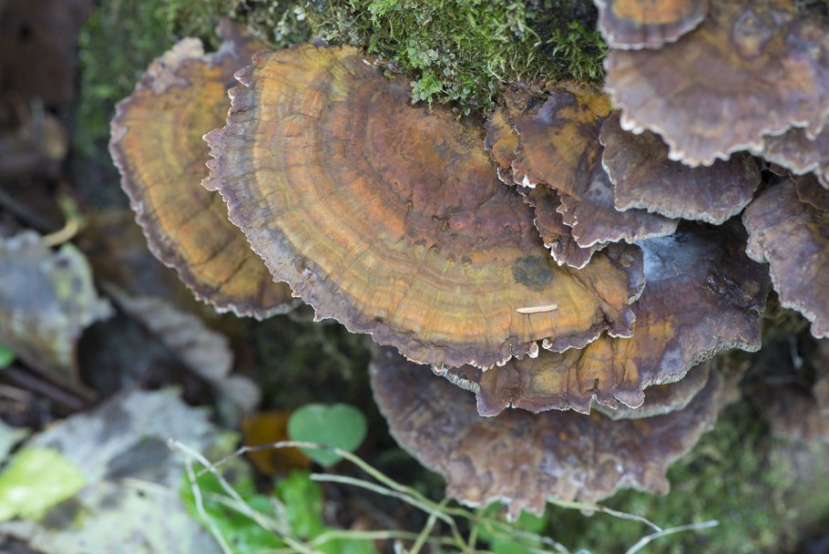 Fuscoporia altocedronensis
