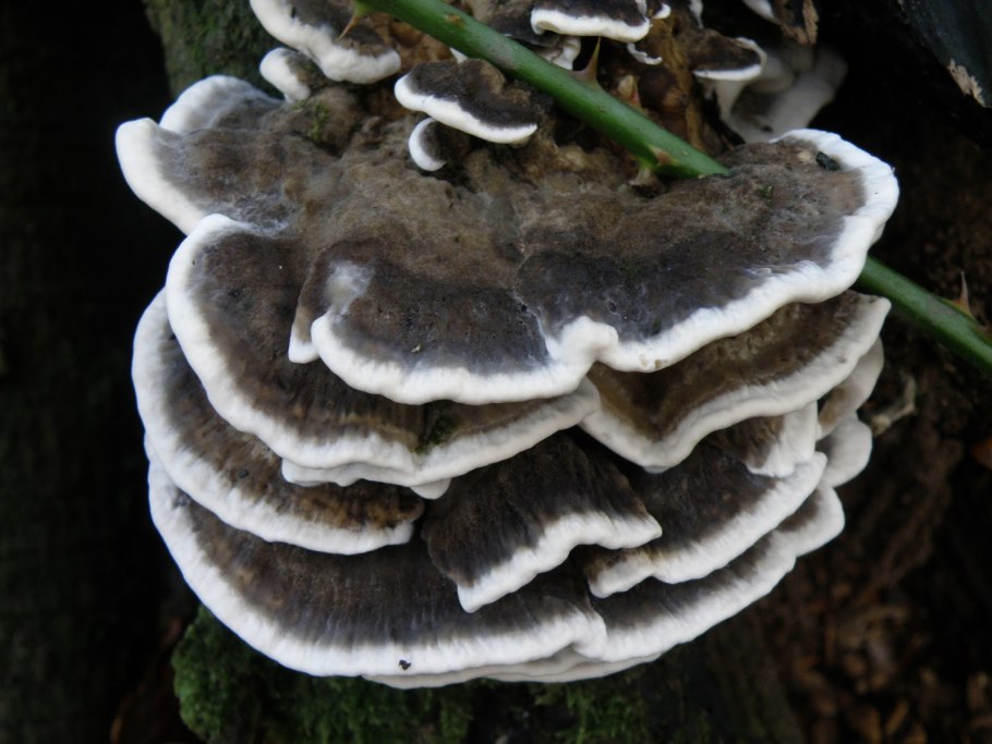 Гриб Бьеркандера опаленная