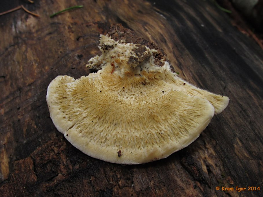 Trametes trogii