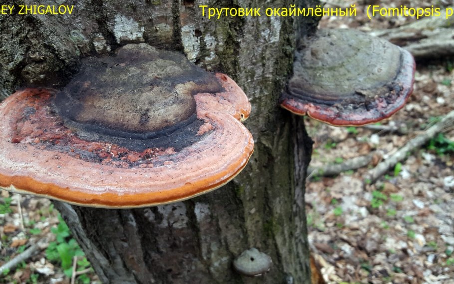 Трутовик окаймленный fomitopsis pinicola
