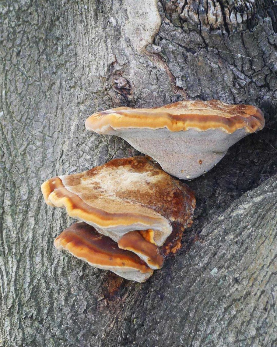 Постия складчатая