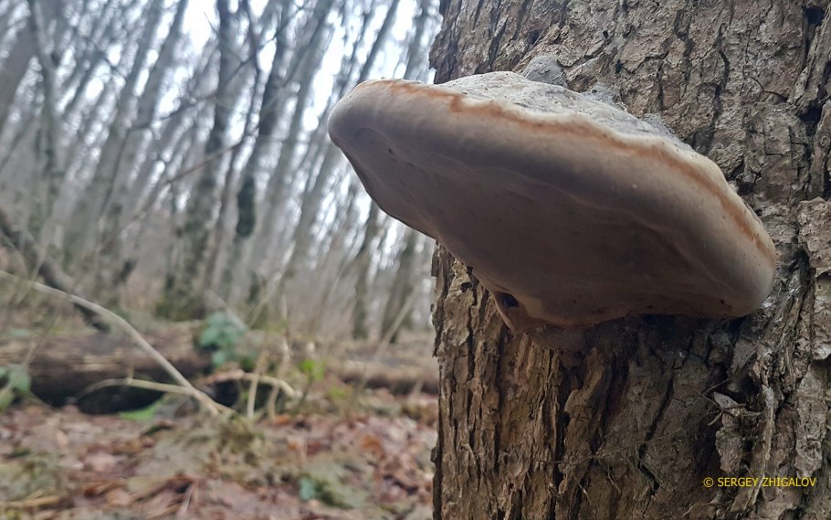 Трутовик весенний гриб для детей