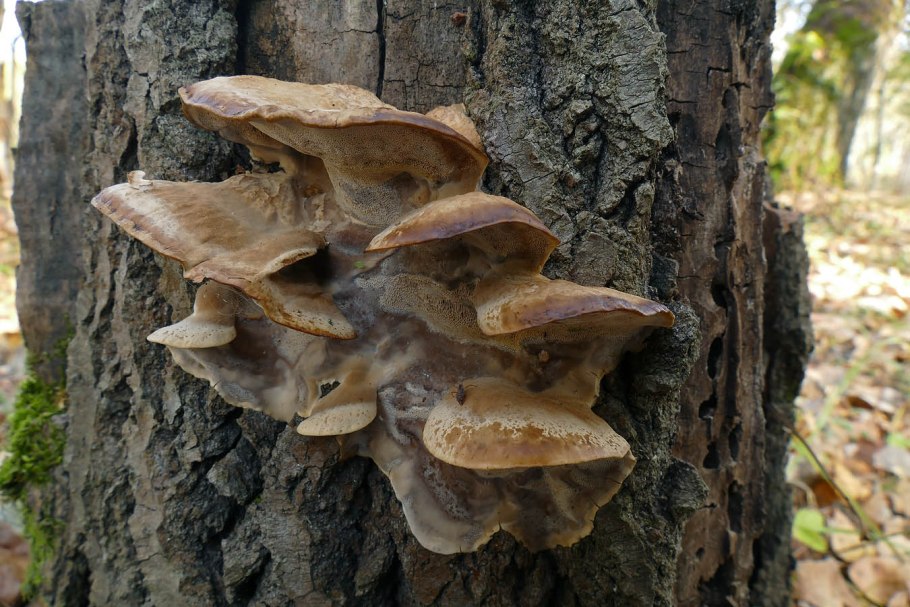 Трутовик ивовый