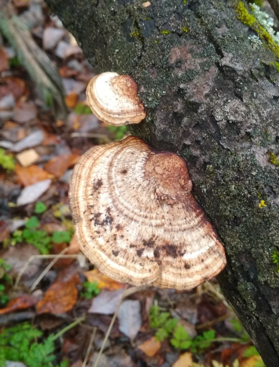 Дедалеопсис трутовик