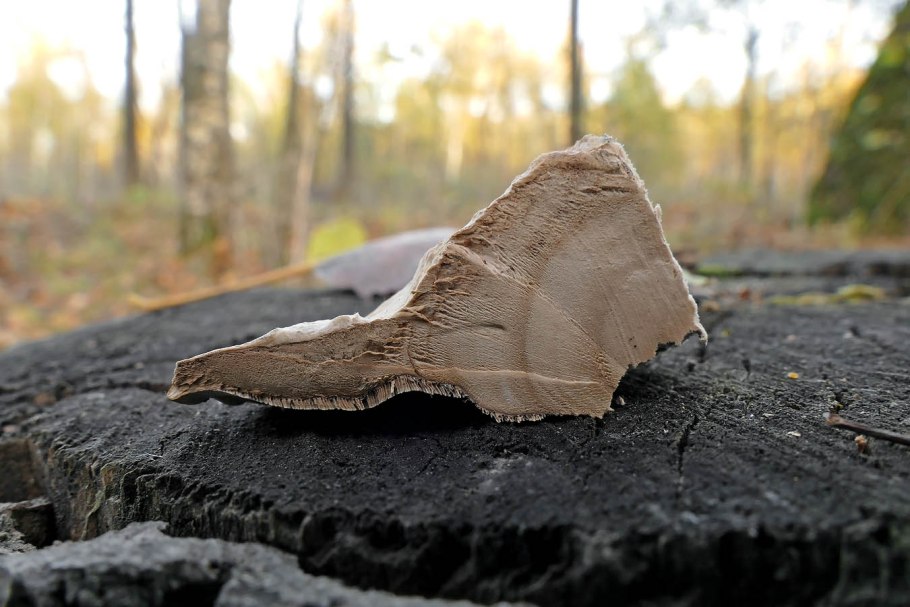 Комлевой еловый трутовик