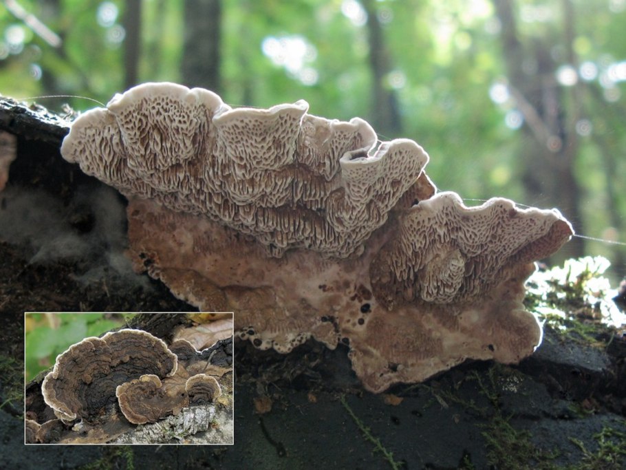 Дедалеопсис трутовик