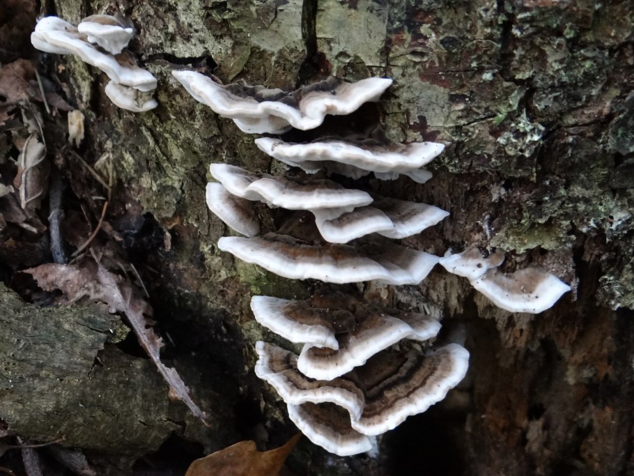 Бьеркандера гриб