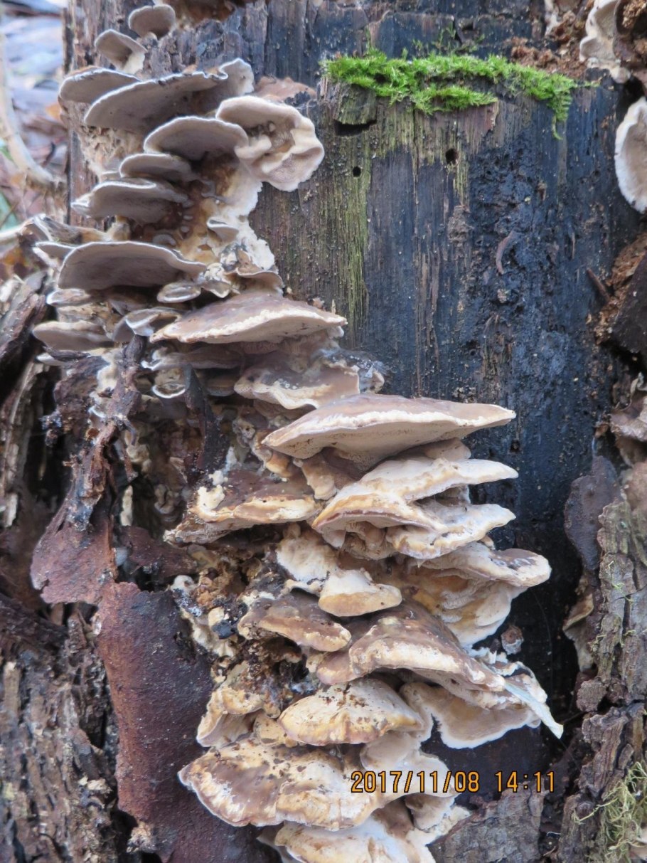 Гриб трутовик дымчатый