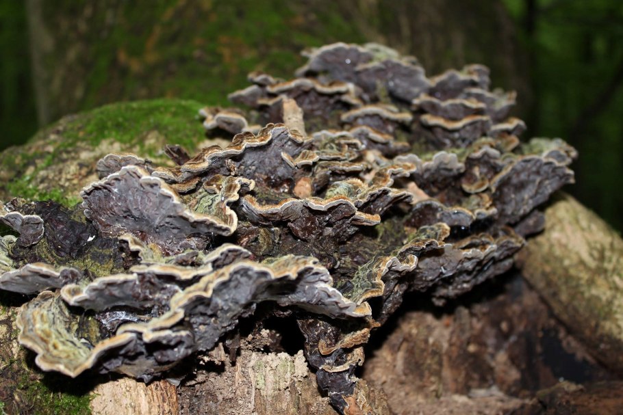 Млечный древесный гриб