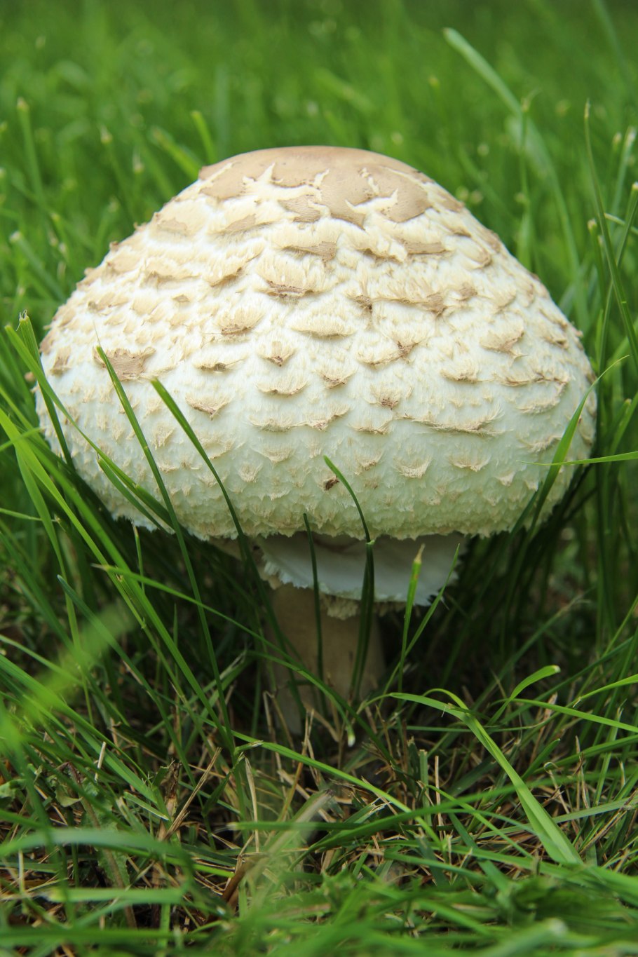 ГОЛОВАЧ гигантский (Calvatia gigantea