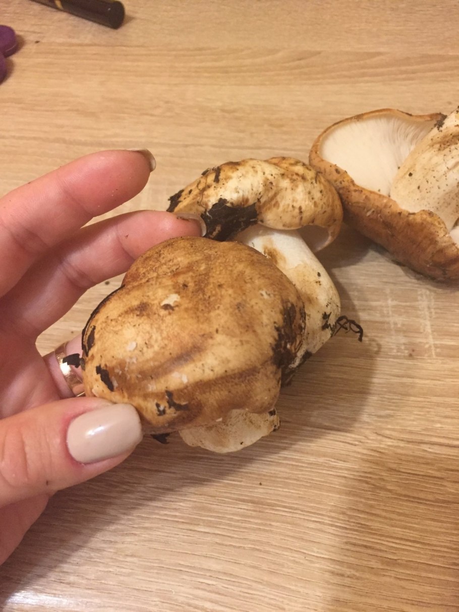 Агариковые рядовки