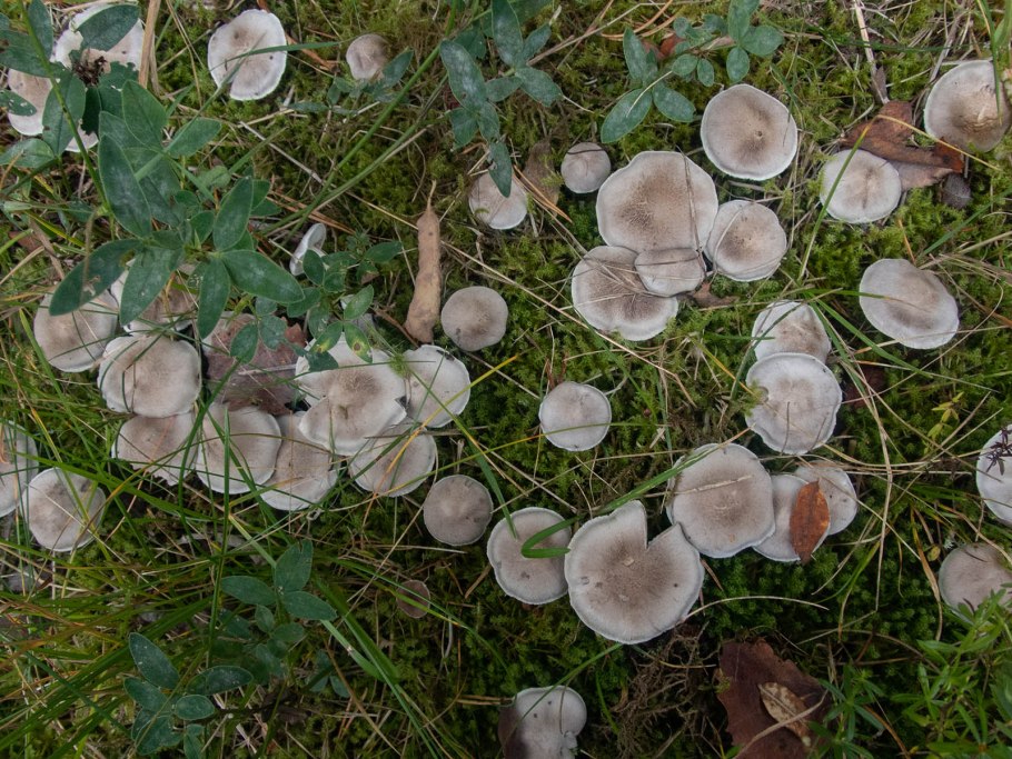 Рядовка серая Tricholoma portentosum.