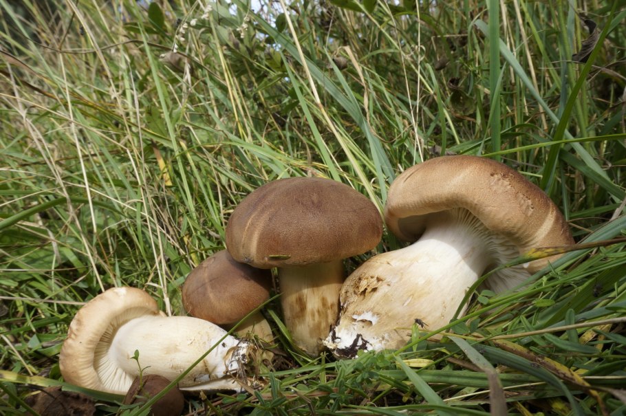 Рядовка погубленная Tricholoma pessundatum