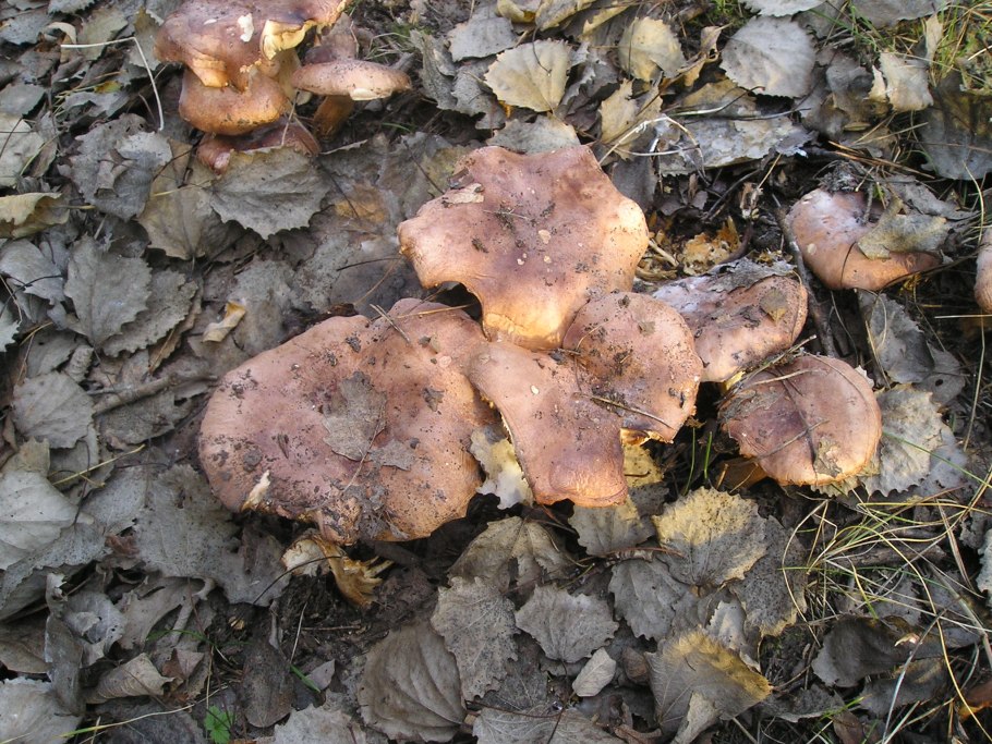 Рядовка Тополевая Tricholoma populinum