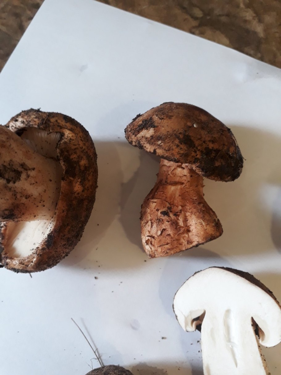 Гриб Тополевка рядовка