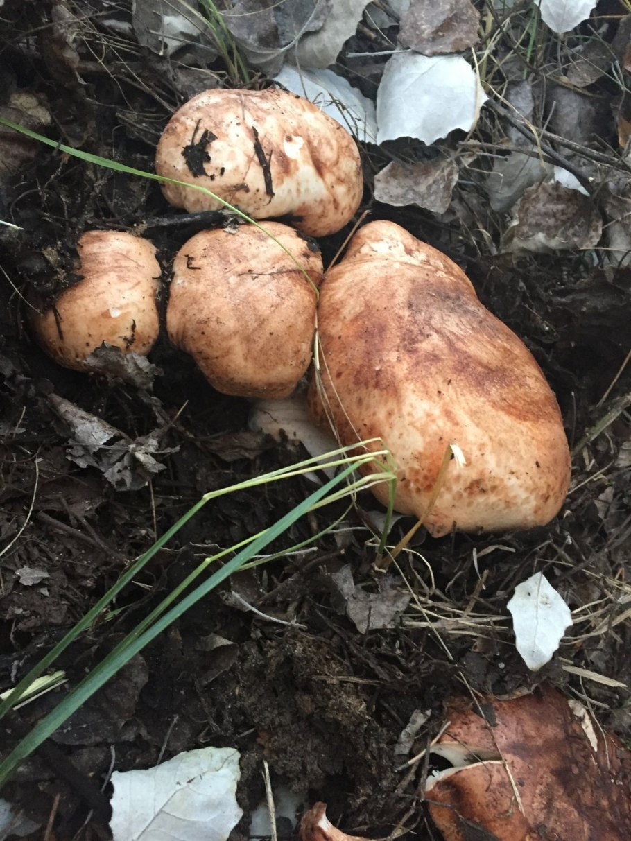 Рядовка Фиалковая Lepista Irina