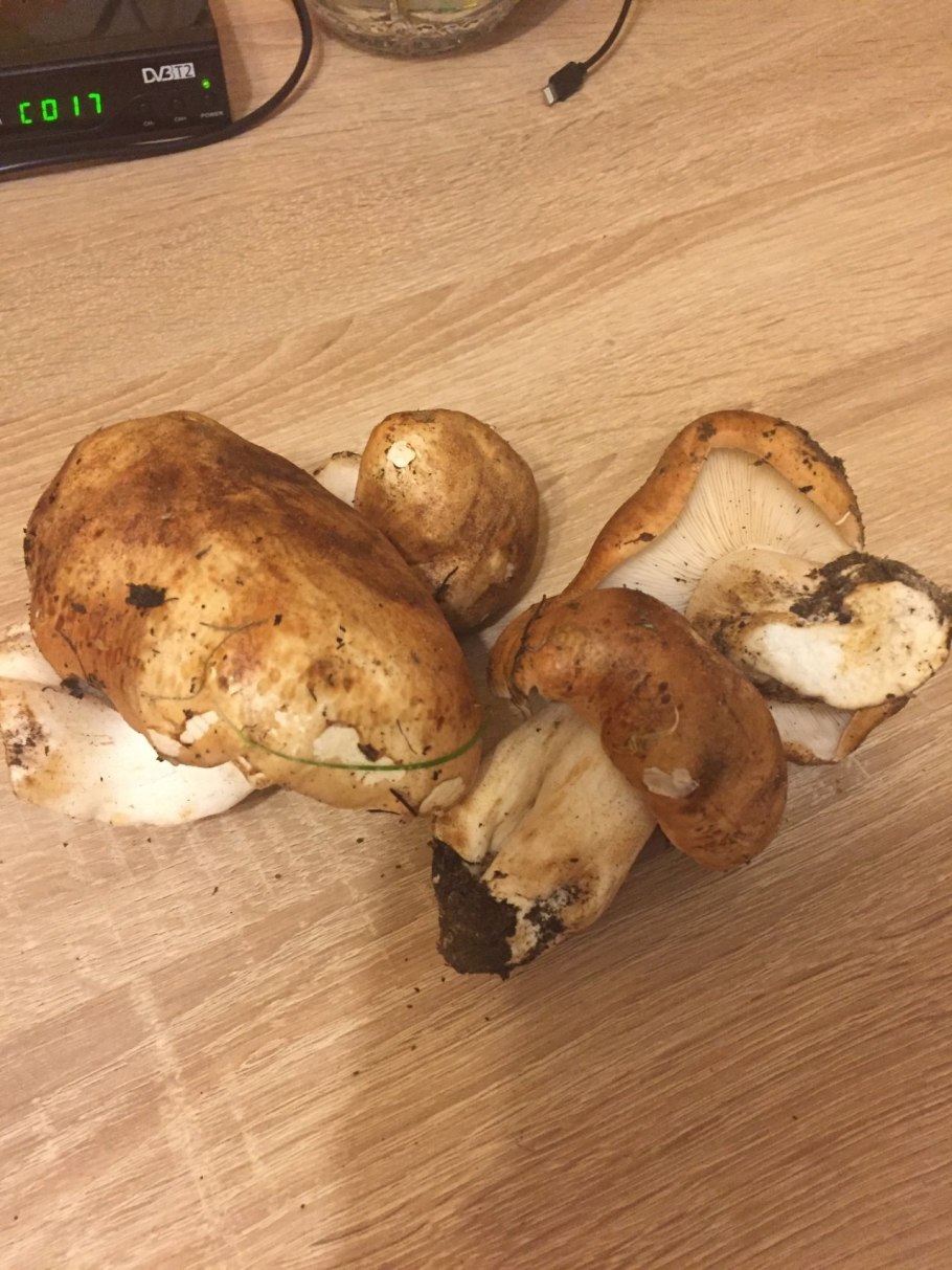 " Шампиньоны вешенки рядовка"