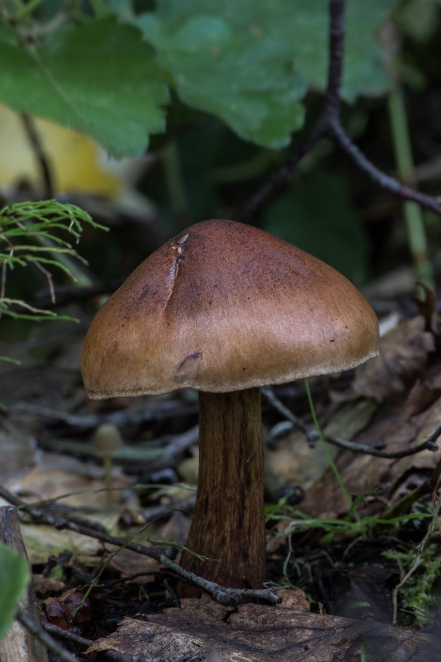 Рядовка буро-желтая Tricholoma fulvum