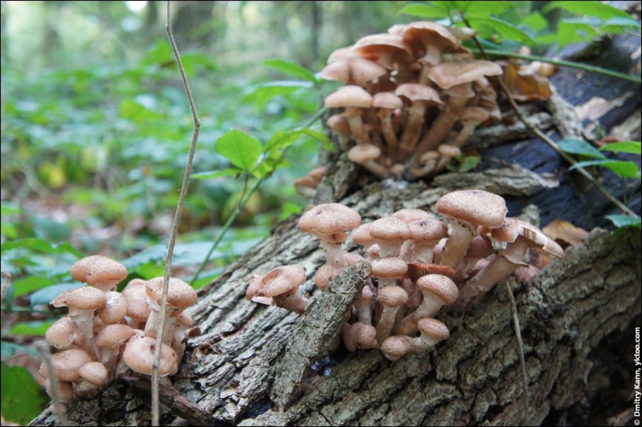 Березовые опята ложные