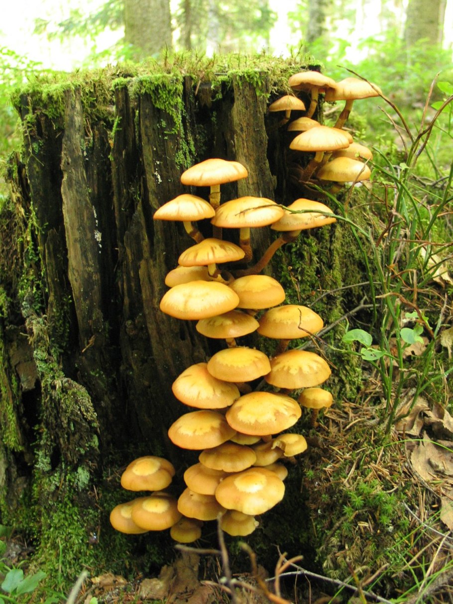 Осиновые опята