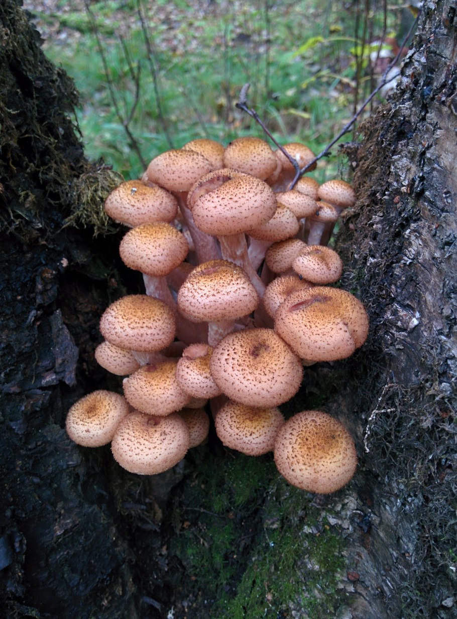 Опёнок осенний