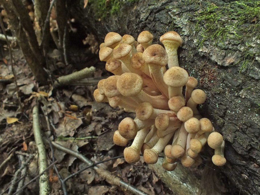 Опята березовые осенние