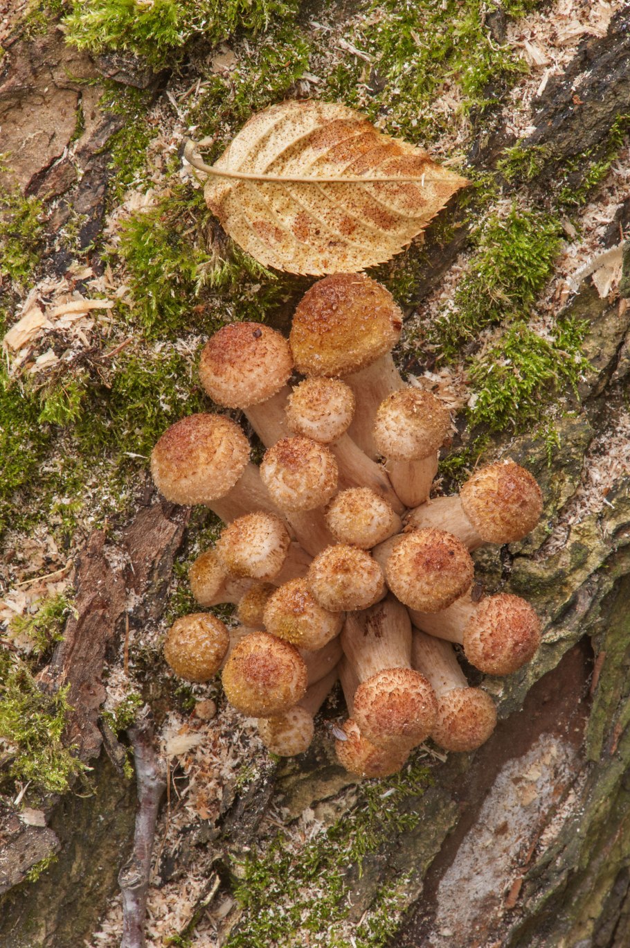 Опенок осенний Северный