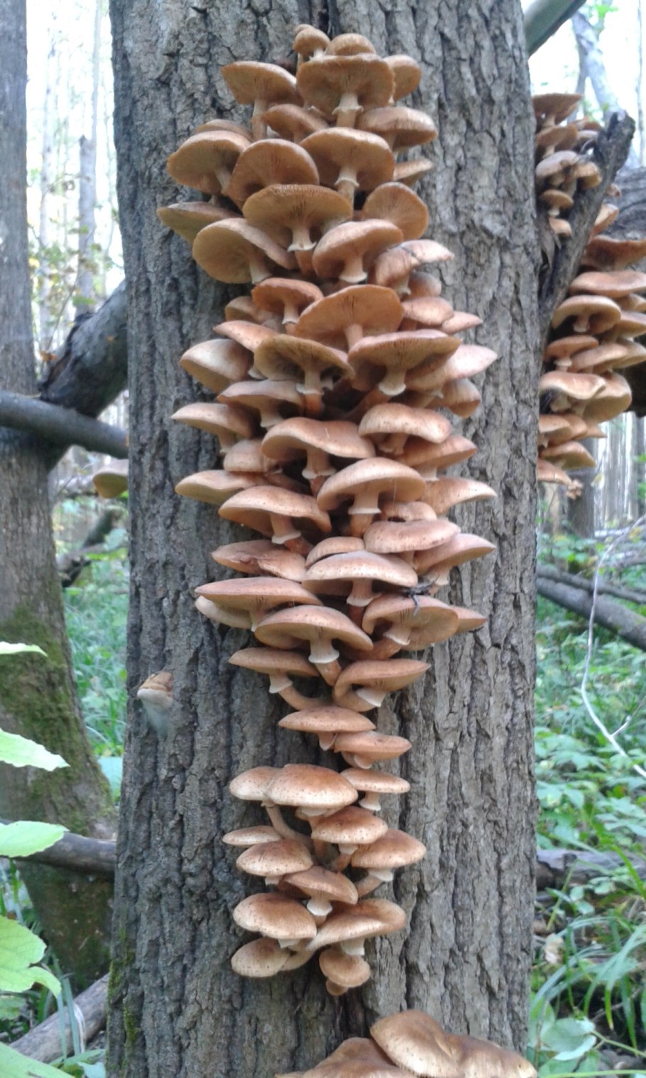 Древесные опята грибы