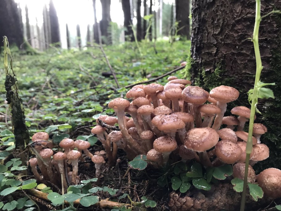 Опята грибы съедобные