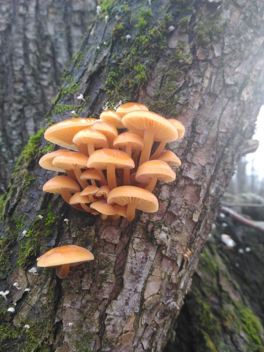 Ольховые опята