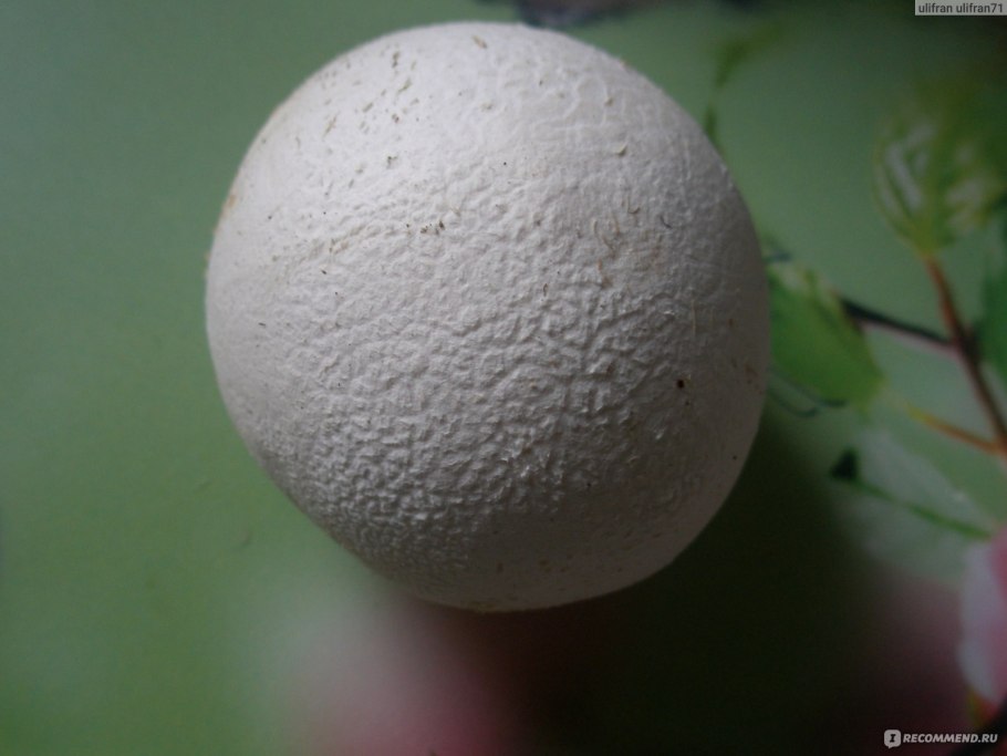 Гриб дождевик съедобный