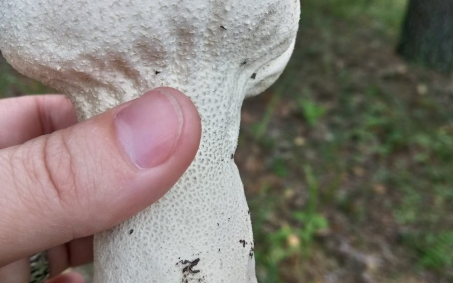 Дедушкин табак гриб фото